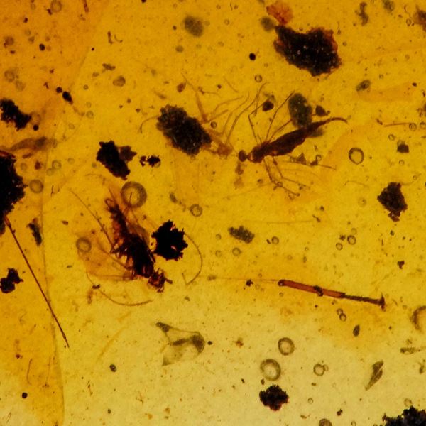Ambra Birmana (Myanmar ?), con inclusioni di Nematocera e altri piccoli organismi non identificati