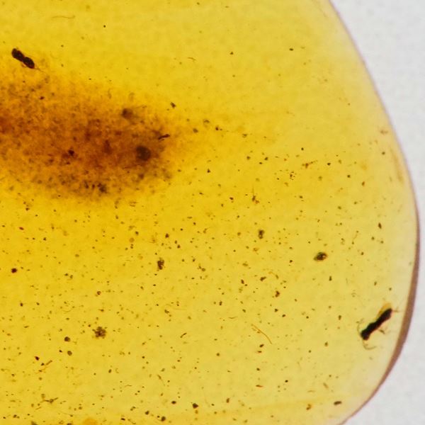 Ambra Birmana (Myanmar ?), con inclusioni di Hymenoptera e altri piccoli organismi non identificati