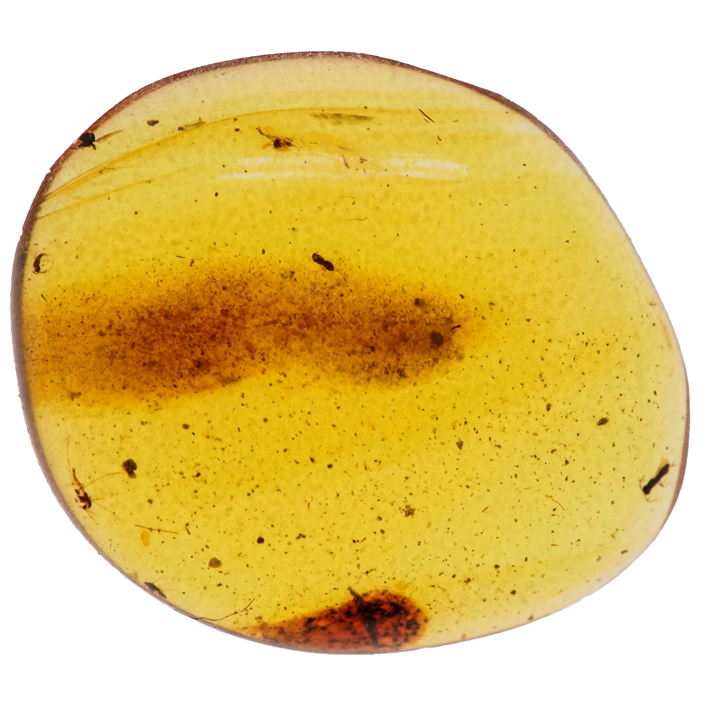 Ambra Birmana (myanmar ?), con Inclusioni di Hymenoptera e Altri Piccoli Organismi Non Identifica...