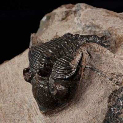 Raro Trilobite. Metacanthina Sp.