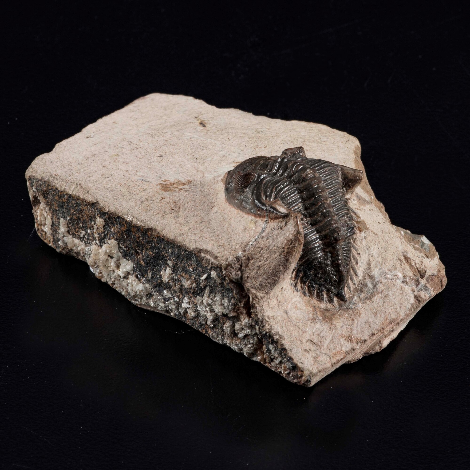 Raro Trilobite. Metacanthina Sp.