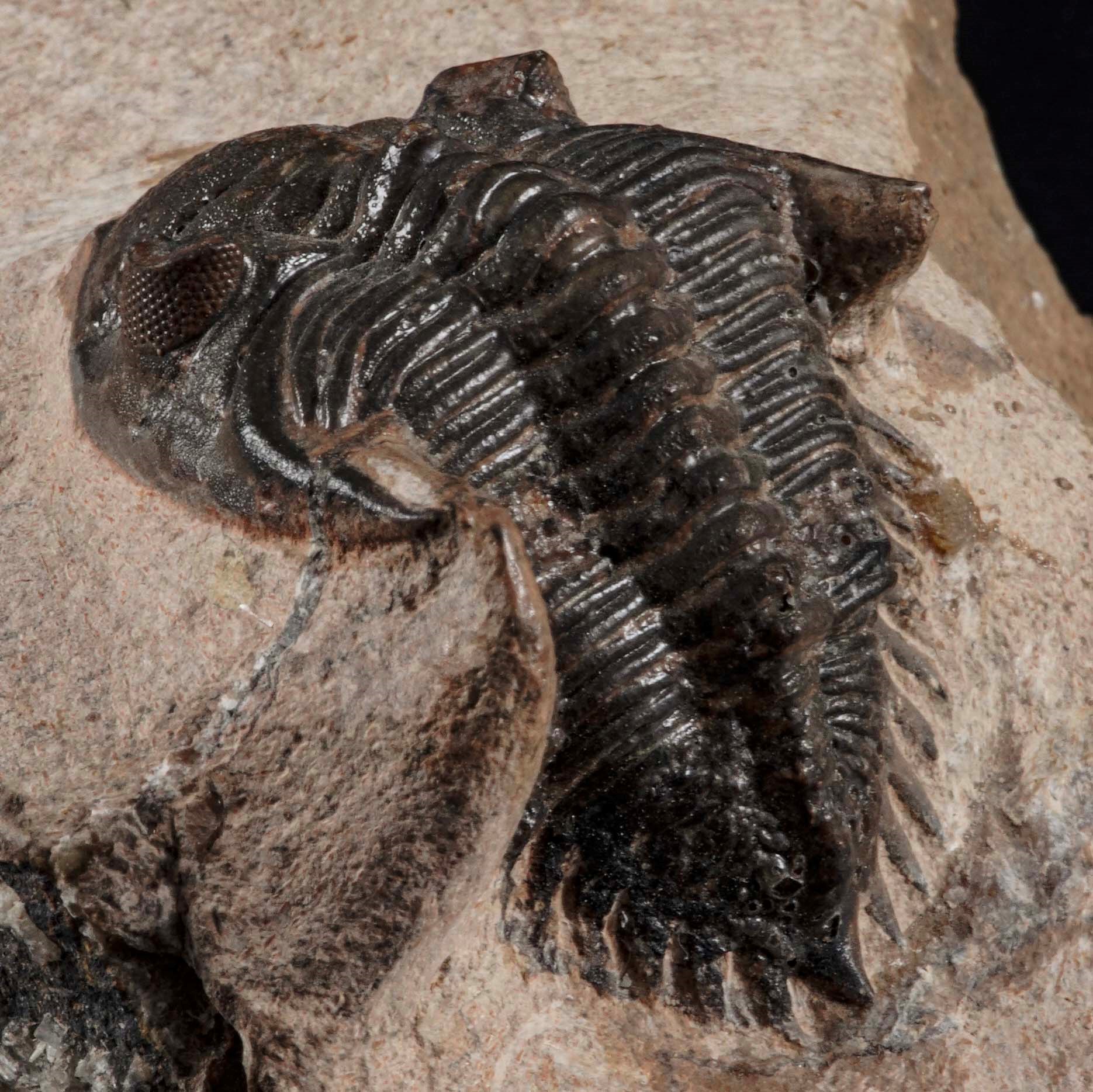 Raro Trilobite. Metacanthina Sp.