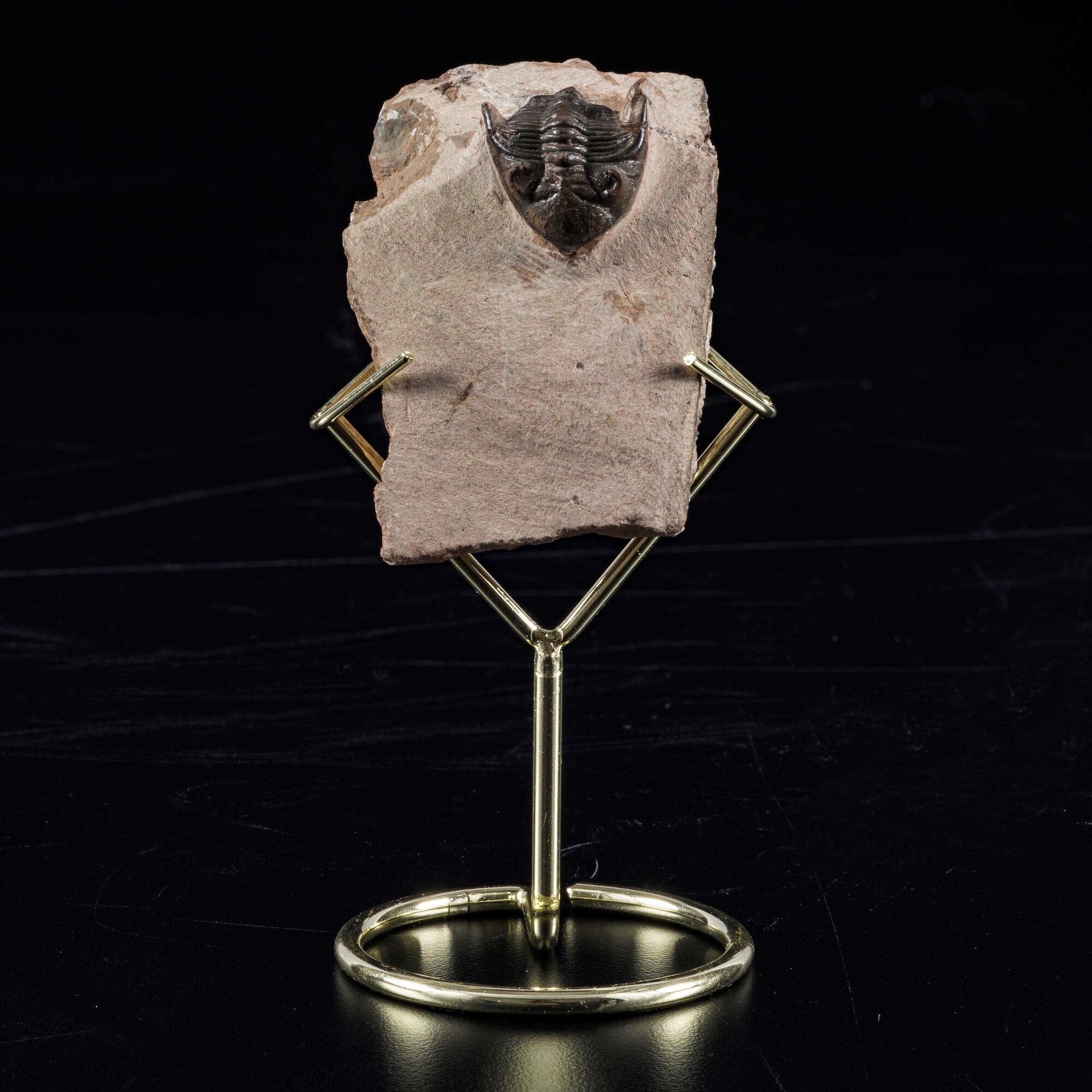 Raro Trilobite. Metacanthina Sp.