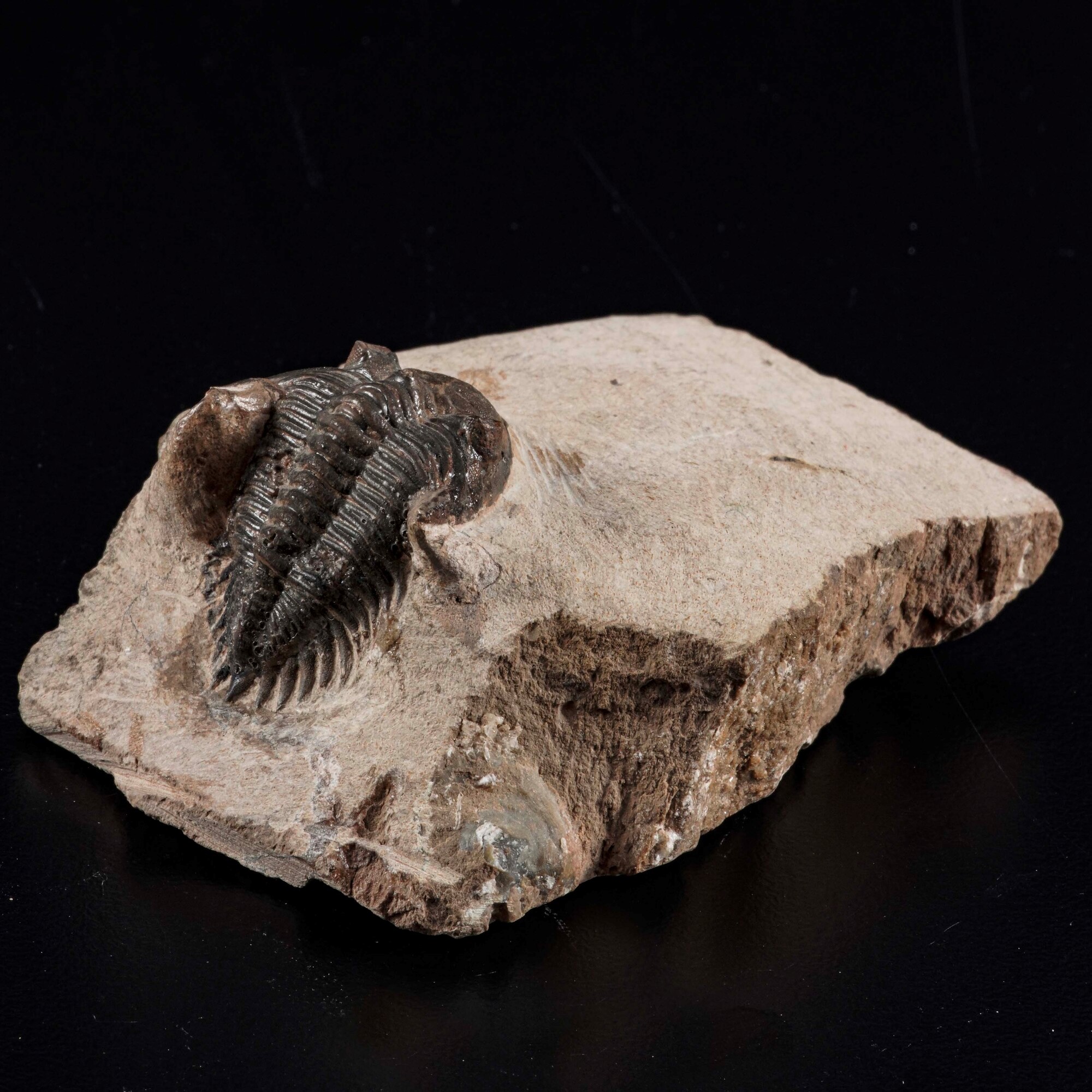 Raro Trilobite. Metacanthina Sp.