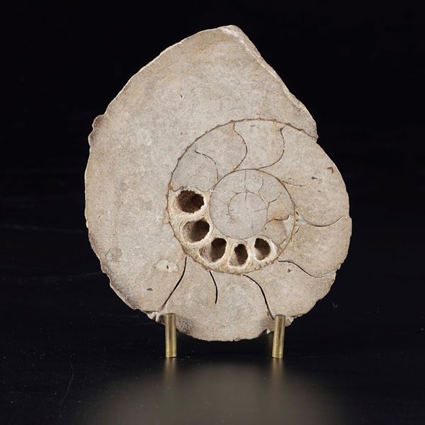 Ammonite sezionata, Cleoniceras (Aioloceras)
