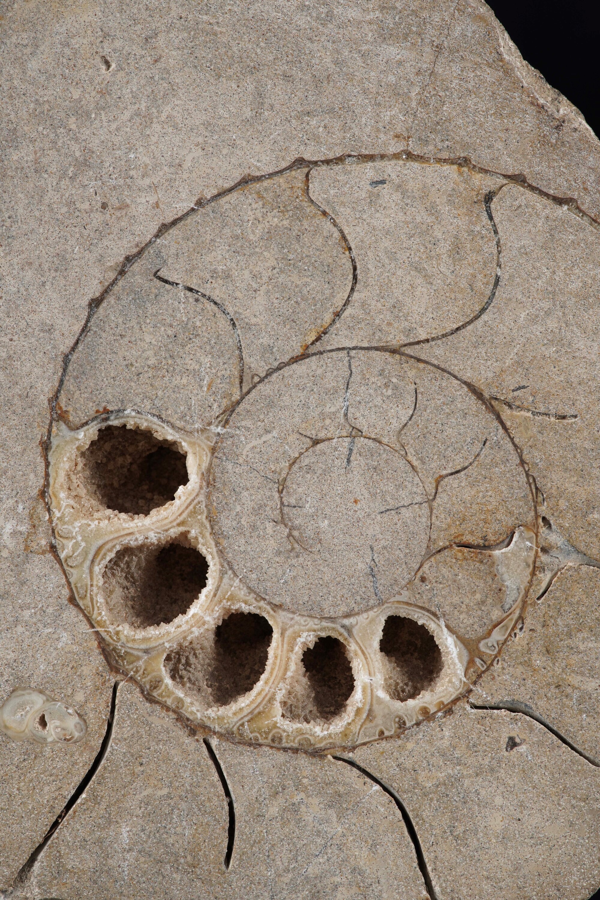 Ammonite Sezionata, Cleoniceras (aioloceras)