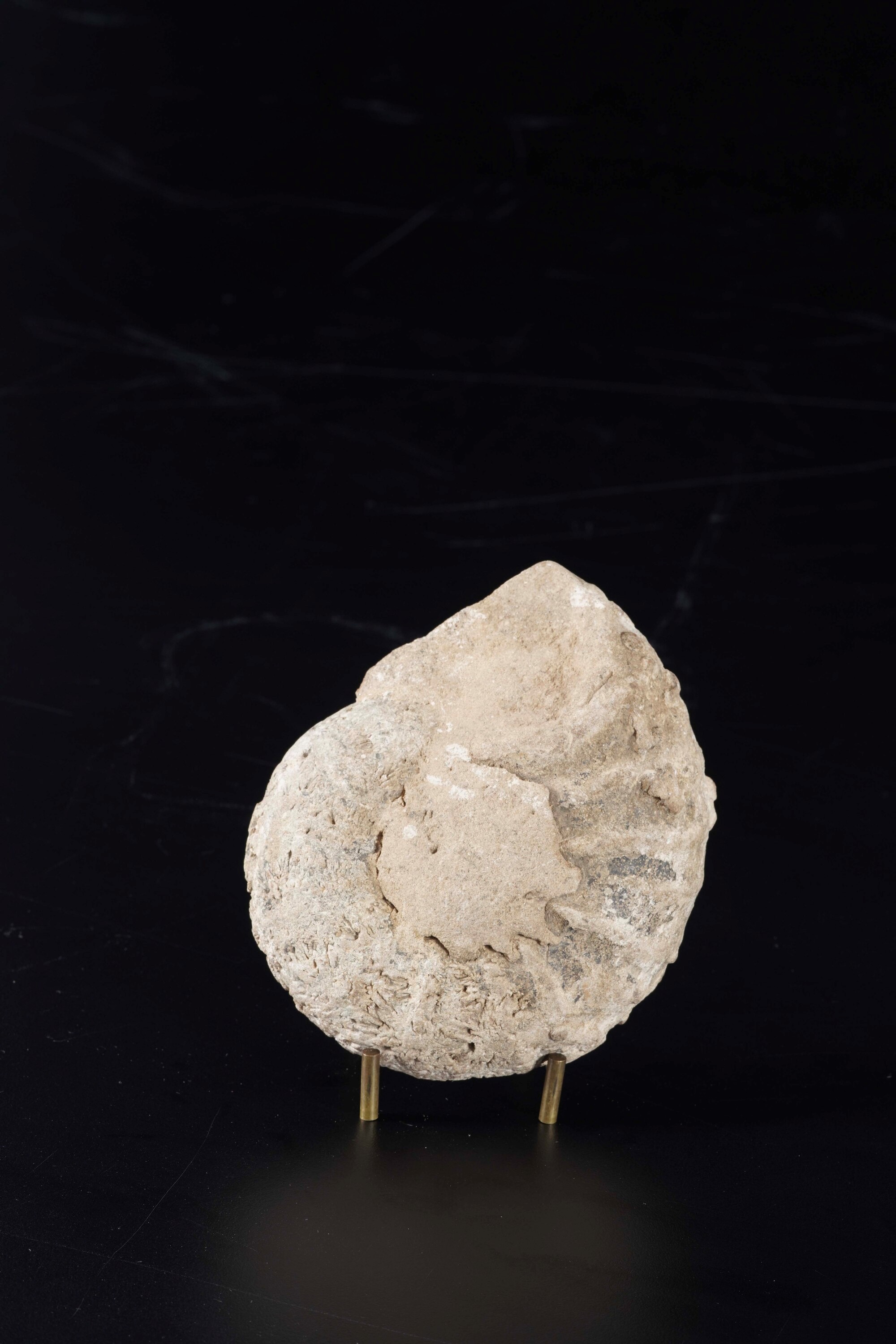 Ammonite Sezionata, Cleoniceras (aioloceras)