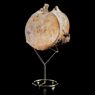 Enorme Vertebra di Mosasauro Sp.leiodon Anceps