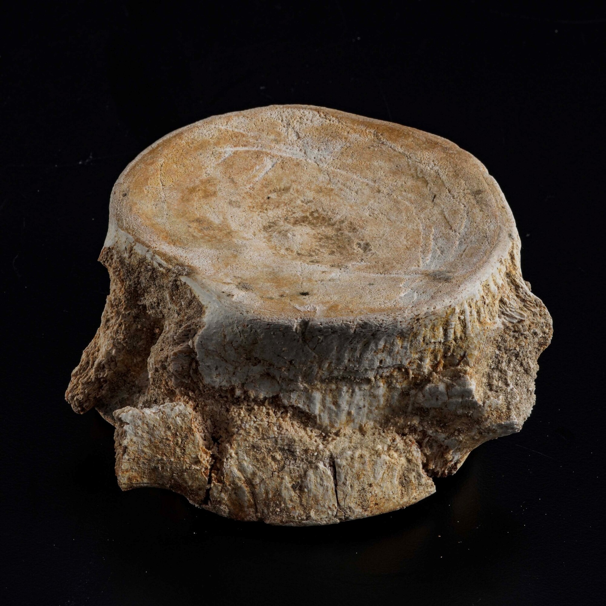 Enorme Vertebra di Mosasauro Sp.leiodon Anceps