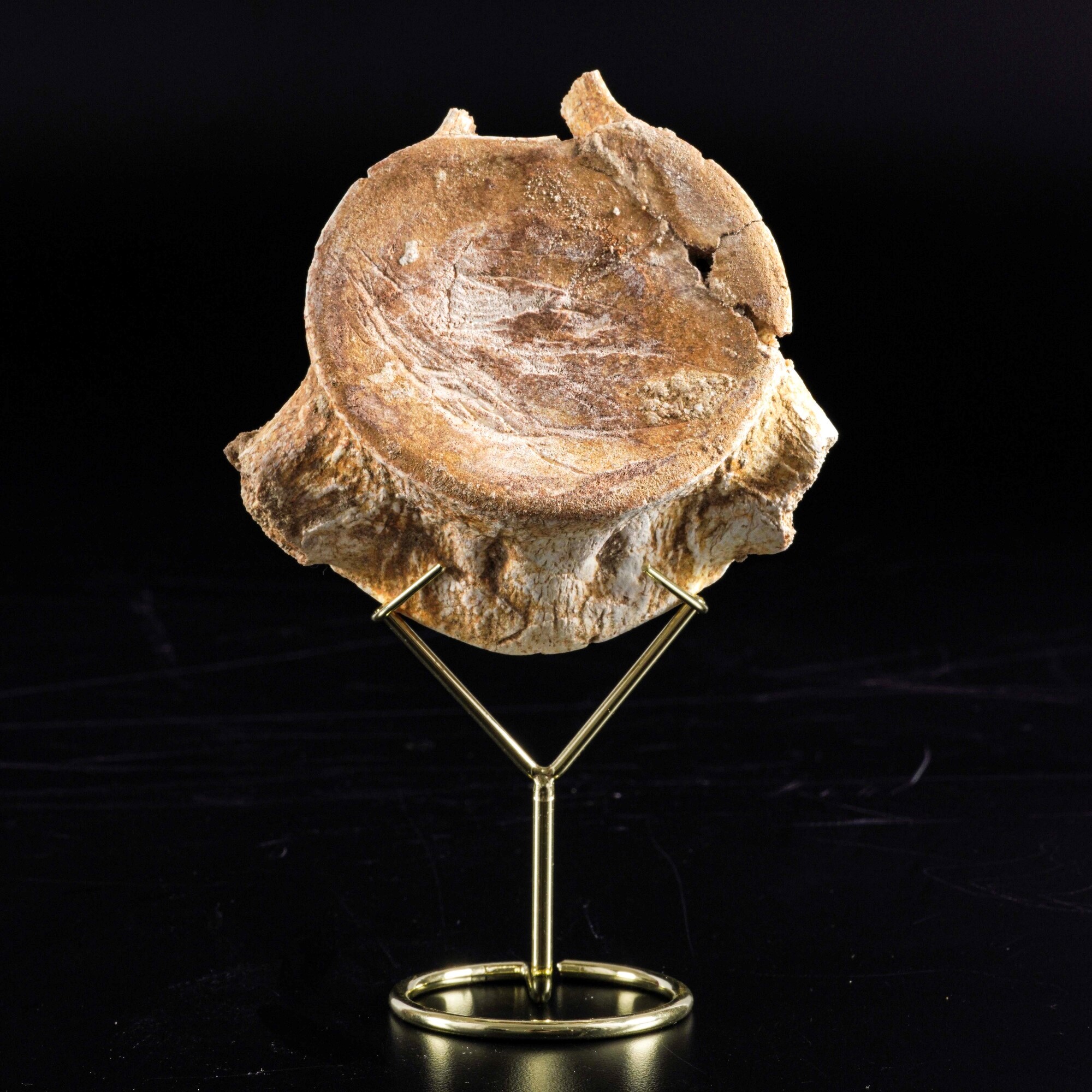 Enorme Vertebra di Mosasauro Sp.leiodon Anceps