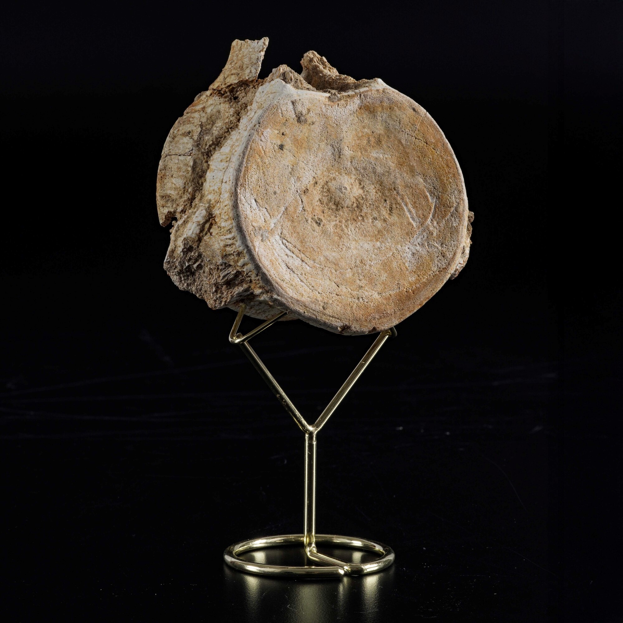 Enorme Vertebra di Mosasauro Sp.leiodon Anceps