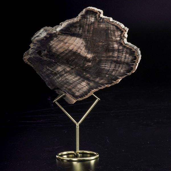 Rara sezione di legno di Quercia fossile