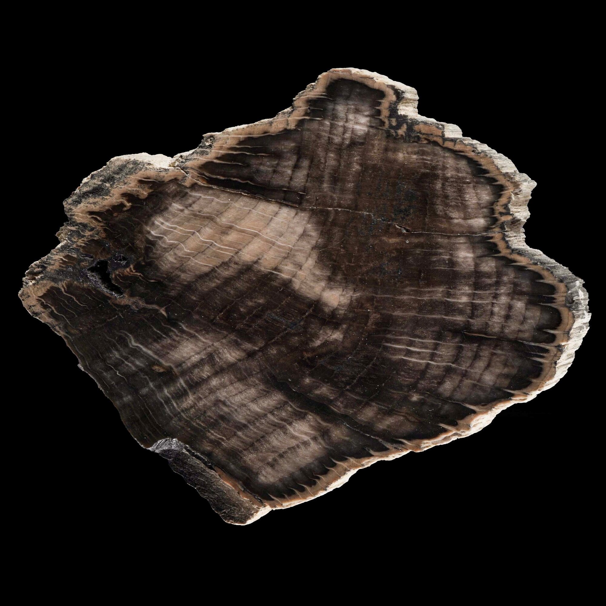 Rara Sezione di Legno di Quercia Fossile