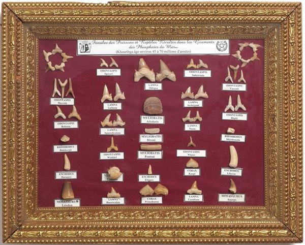 Cornice con vasta varietà di denti fossili