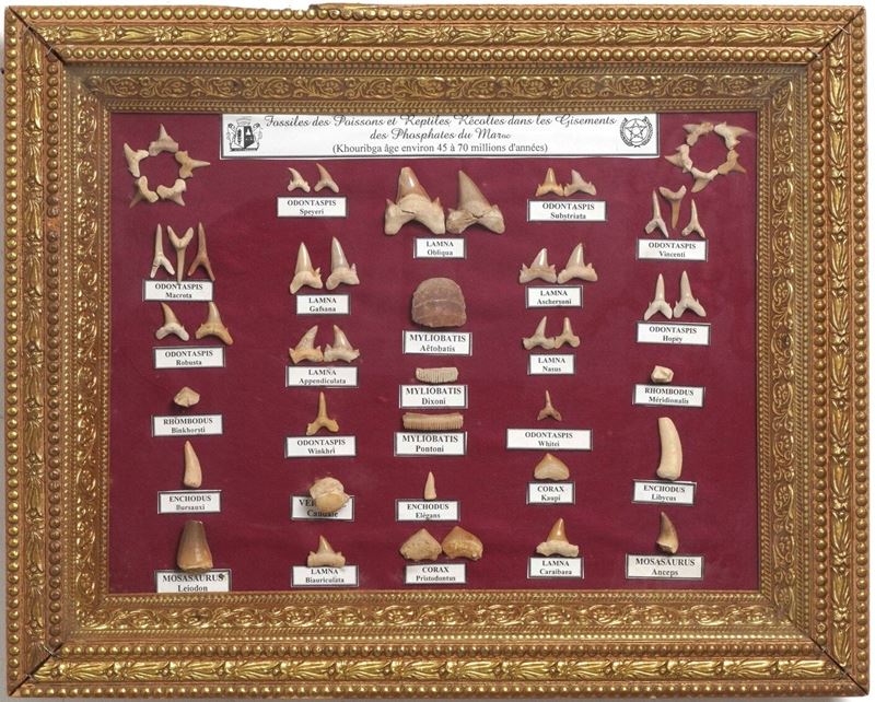 Cornice con vasta varietà di denti fossili  - Asta Antiquariato - Cambi Casa d'Aste