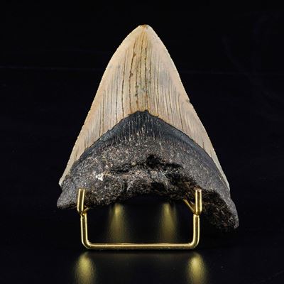 Grande Dente di Megalodonte Sp.otodus Megalodon