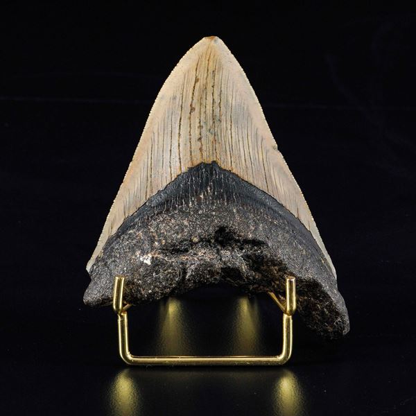 Grande dente di Megalodonte sp. Otodus Megalodon