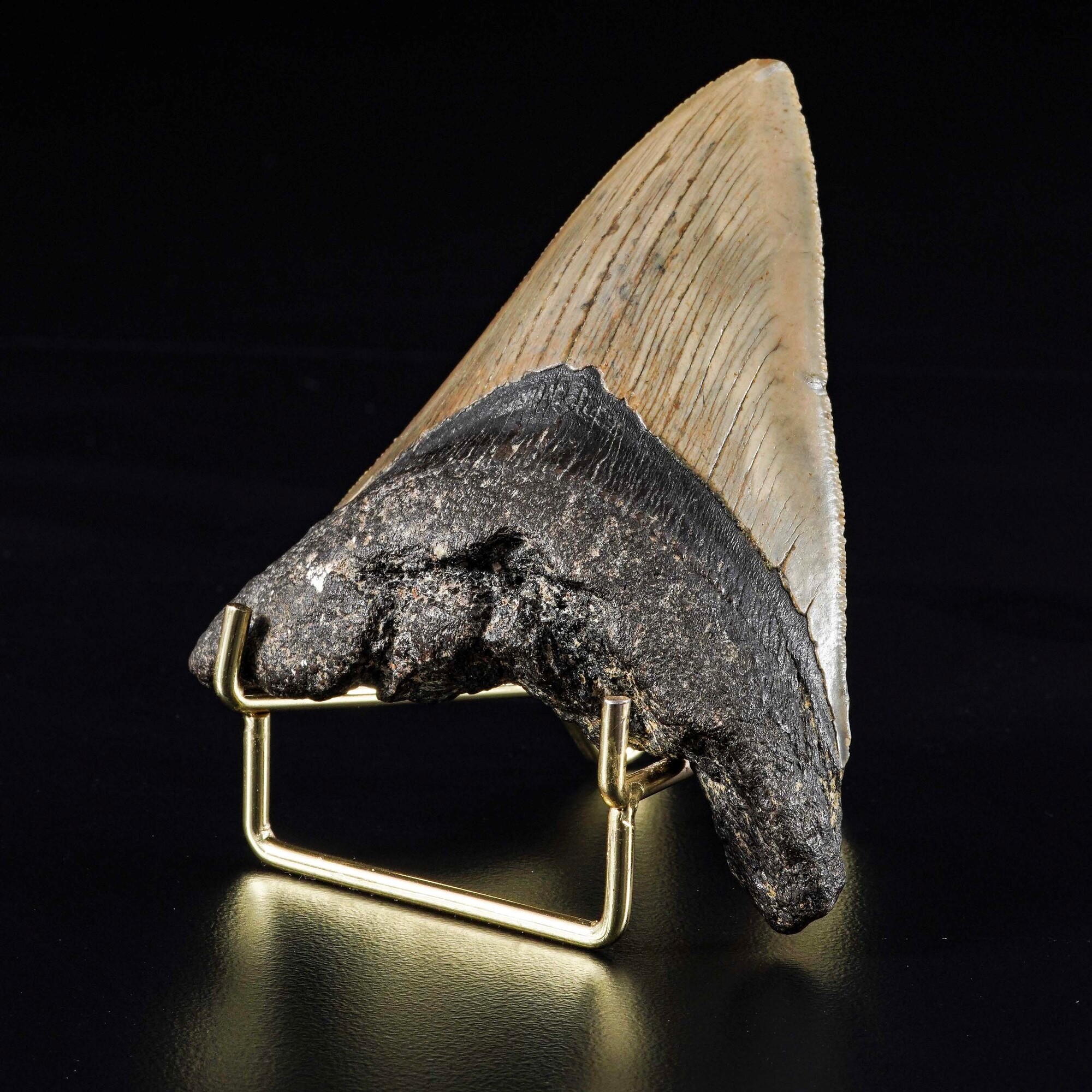 Grande Dente di Megalodonte Sp.otodus Megalodon