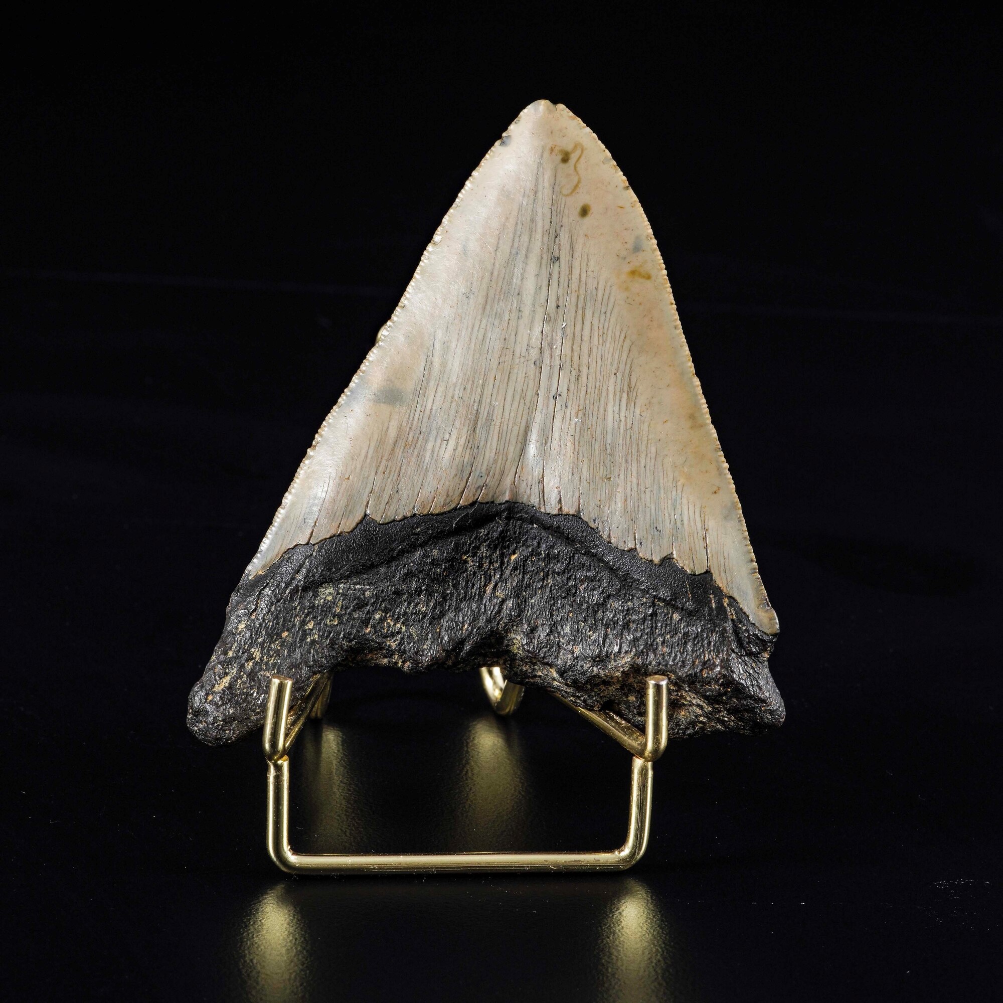 Grande Dente di Megalodonte Sp.otodus Megalodon