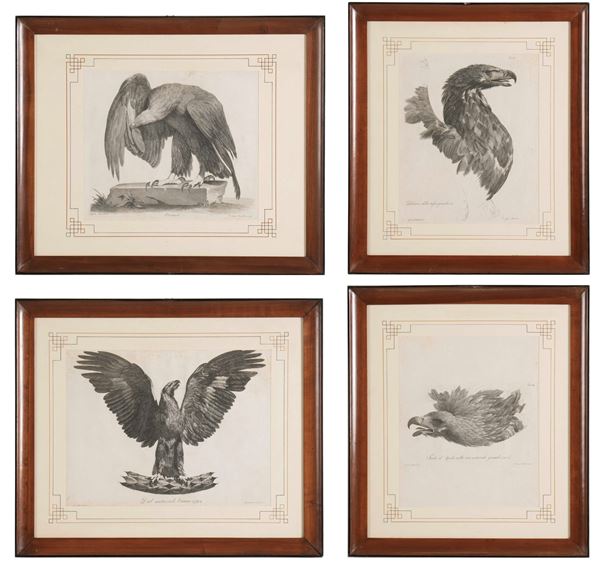 Gruppo di quattro incisioni raffiguranti aquile