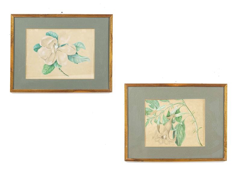 Due tempere su carta a soggetto botanico  - Auction Italian Mansions TIME - Cambi Casa d'Aste