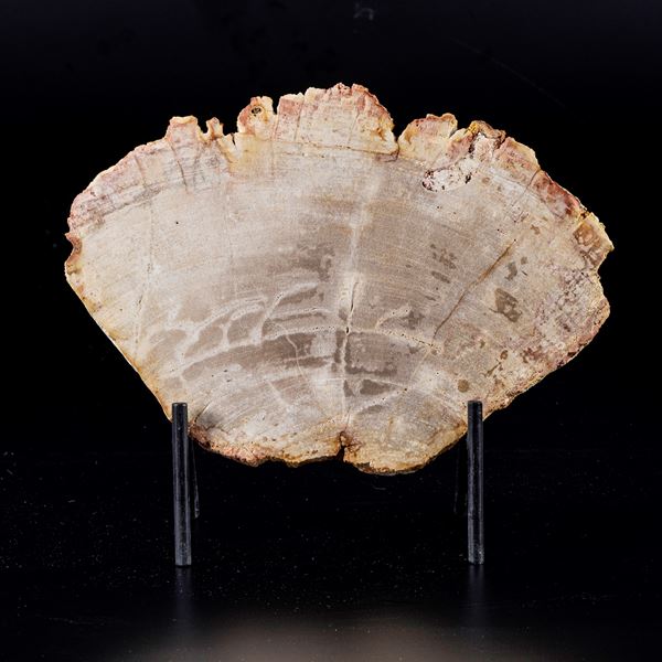 Grande ed elegante sezione di legno fossile.