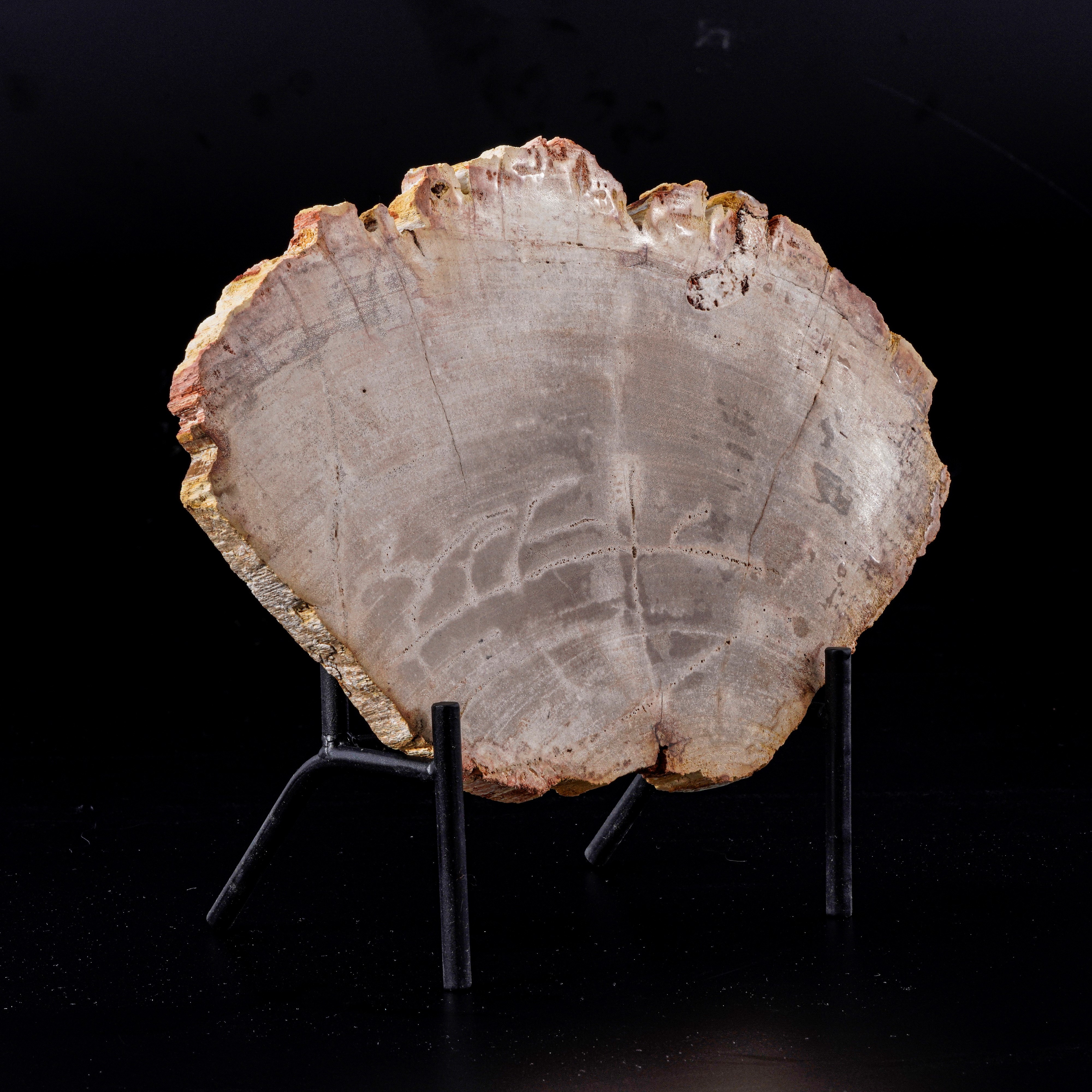 Grande ed Elegante Sezione di Legno Fossile.