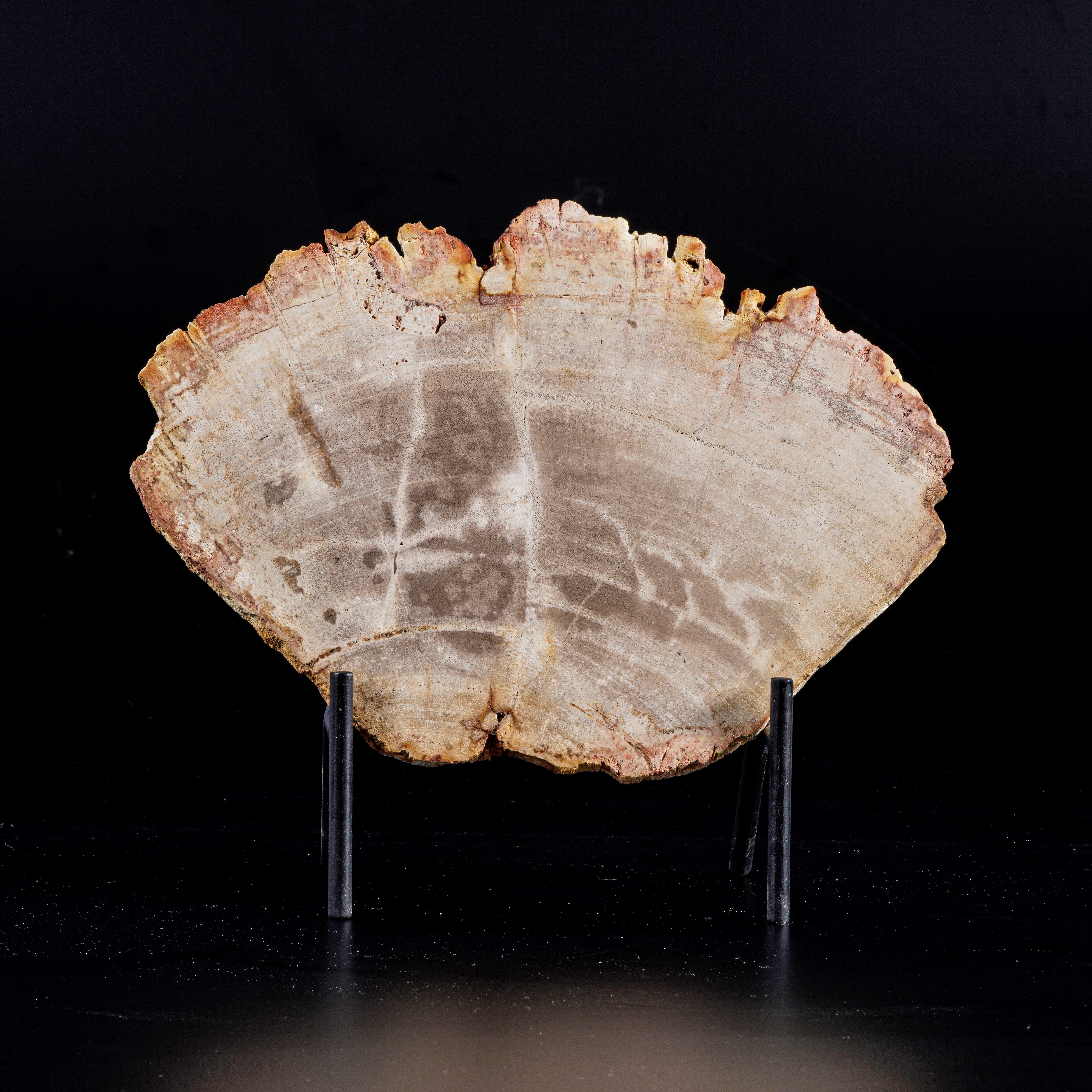 Grande ed Elegante Sezione di Legno Fossile.