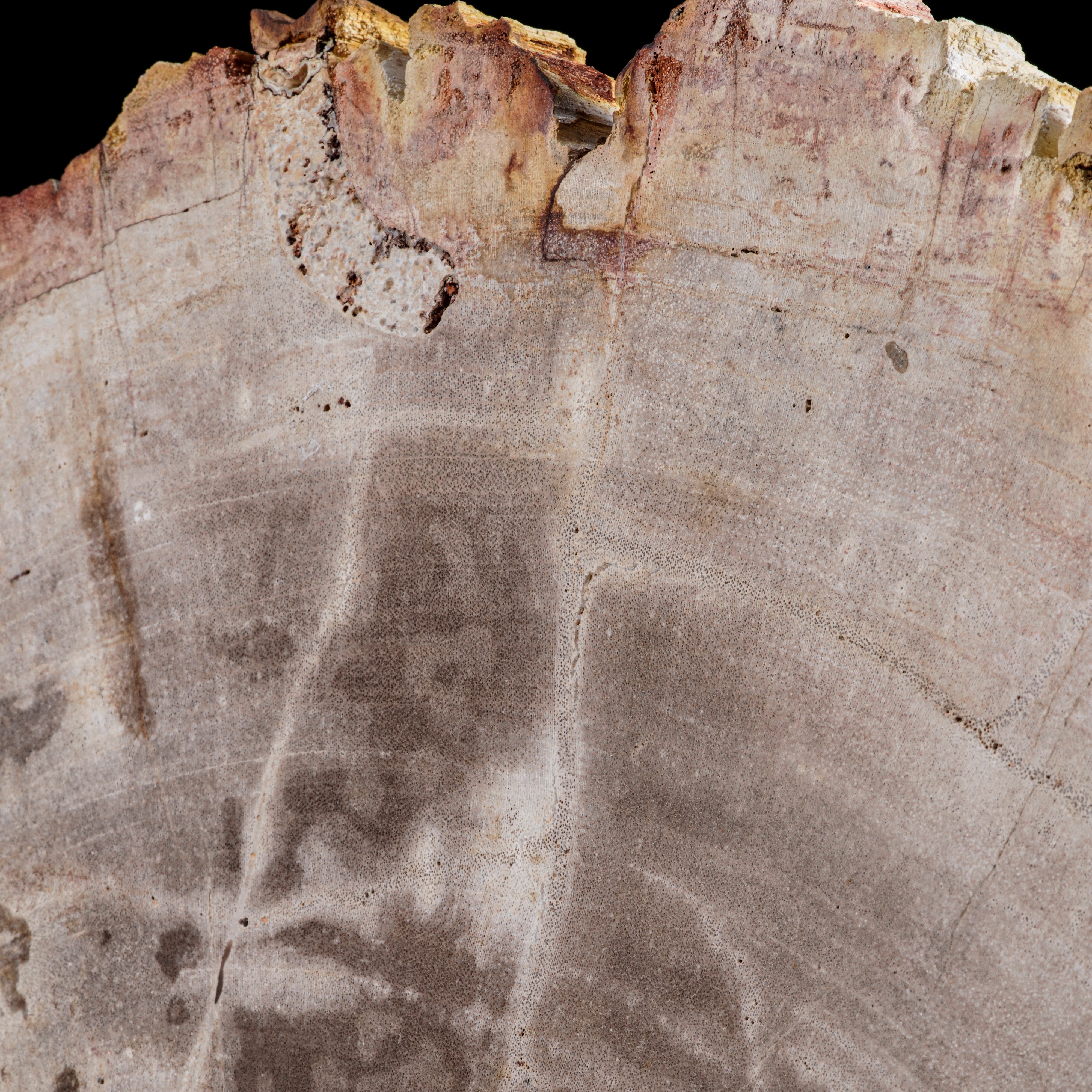Grande ed Elegante Sezione di Legno Fossile.