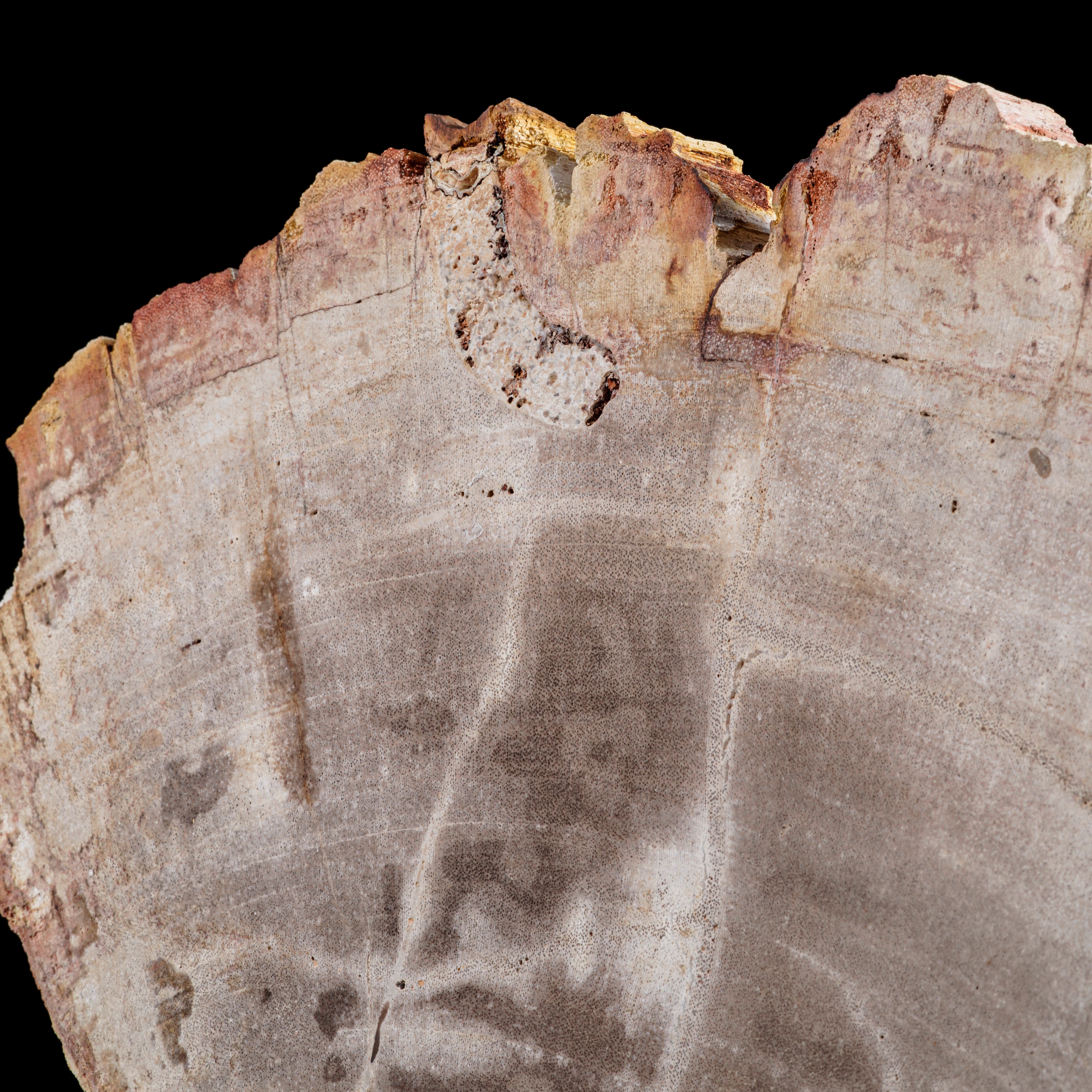 Grande ed Elegante Sezione di Legno Fossile.