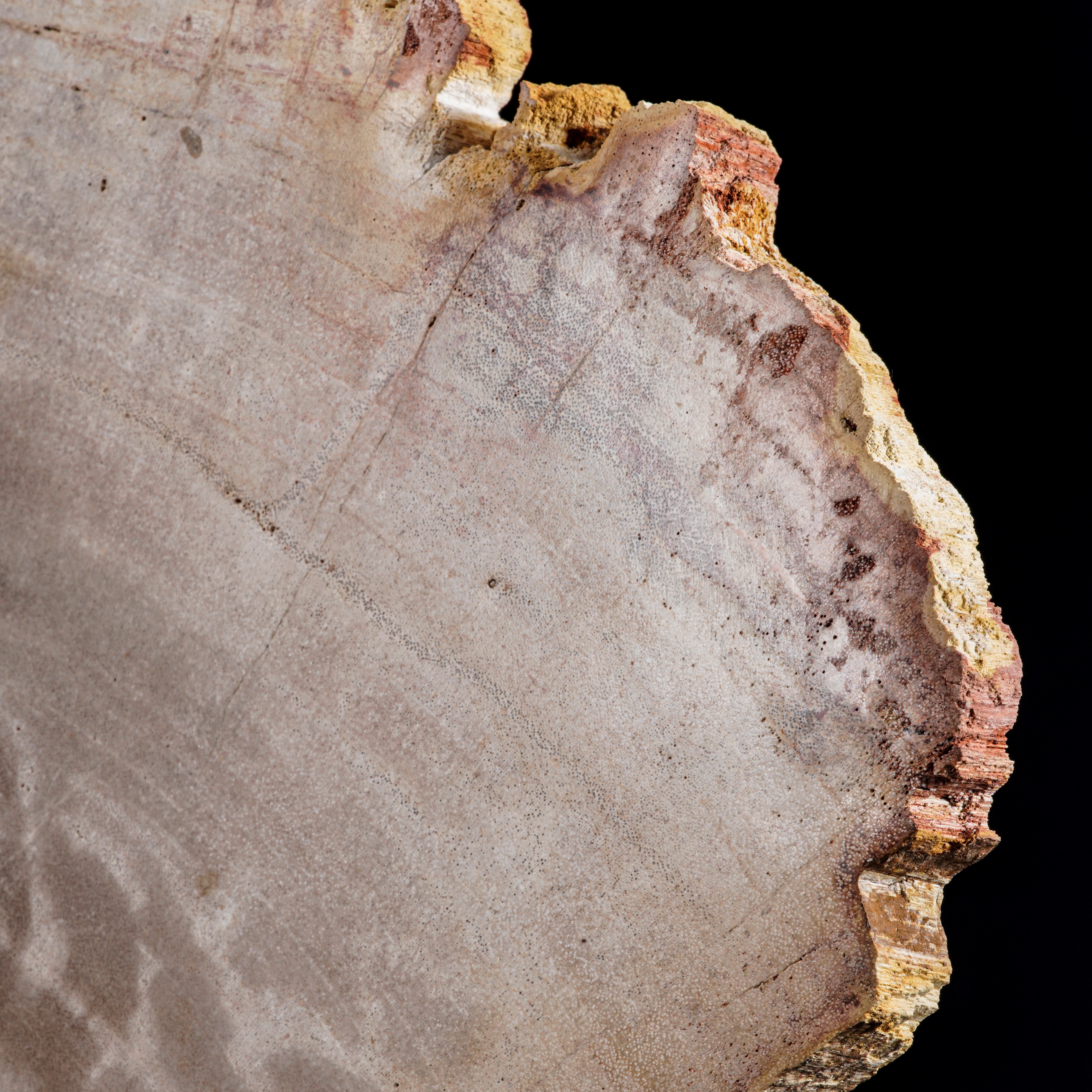 Grande ed Elegante Sezione di Legno Fossile.