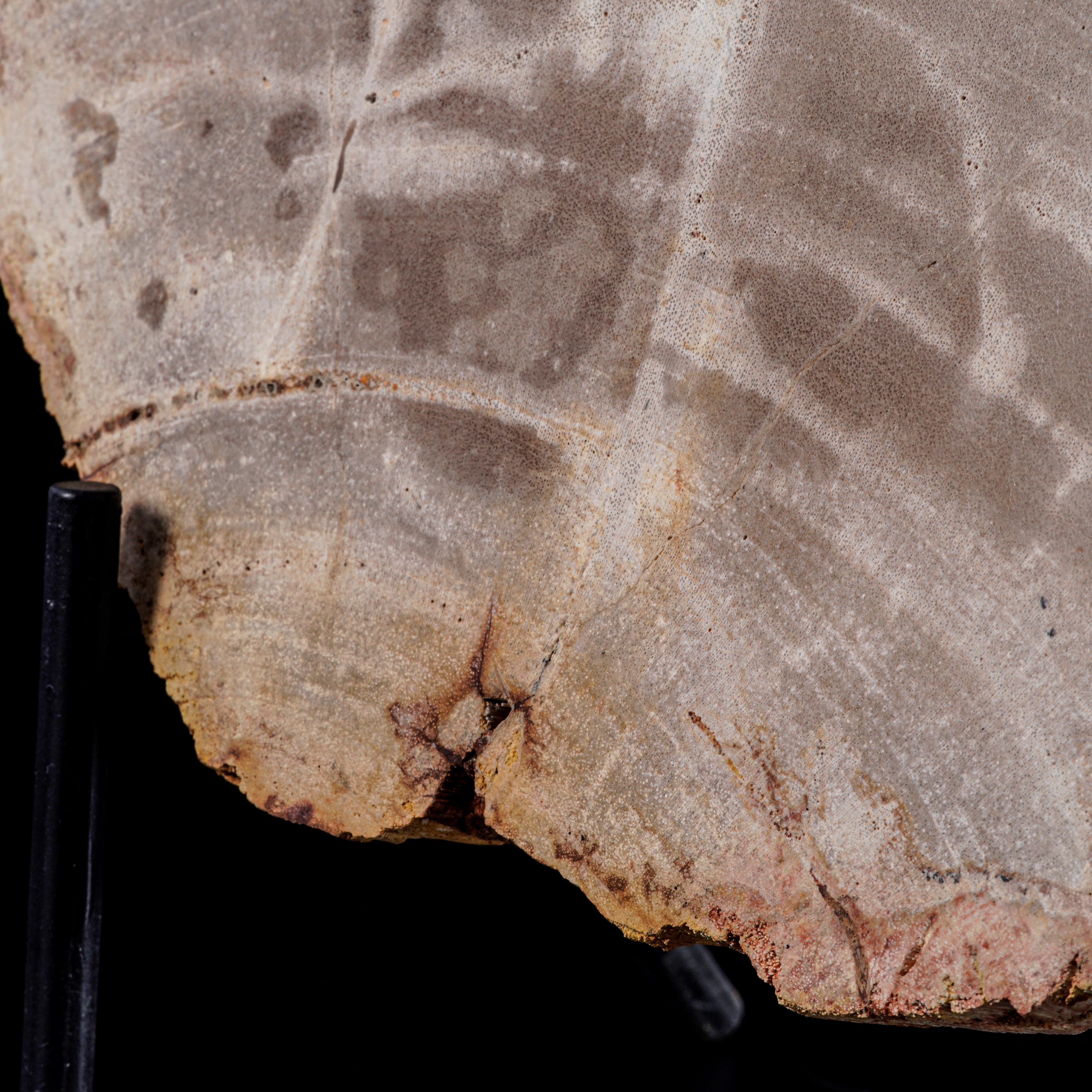 Grande ed Elegante Sezione di Legno Fossile.