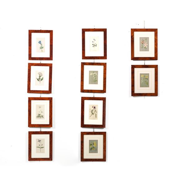 Lotto di dieci stampe tema botanico. Inghilterra XIX secolo