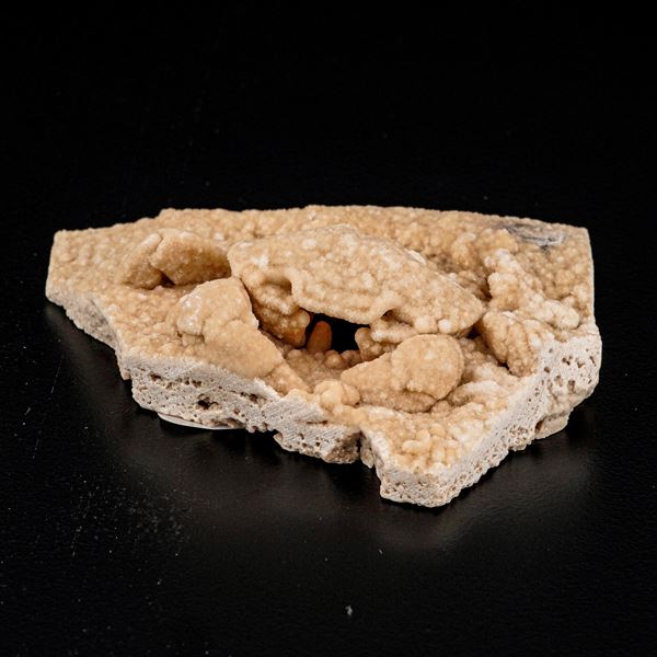 Raro esemplare di Potamon sp.