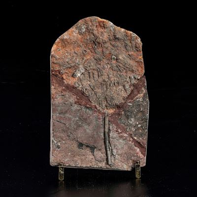Rara Lastra con Crinoide