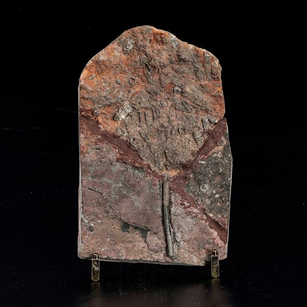 Rara lastra con crinoide