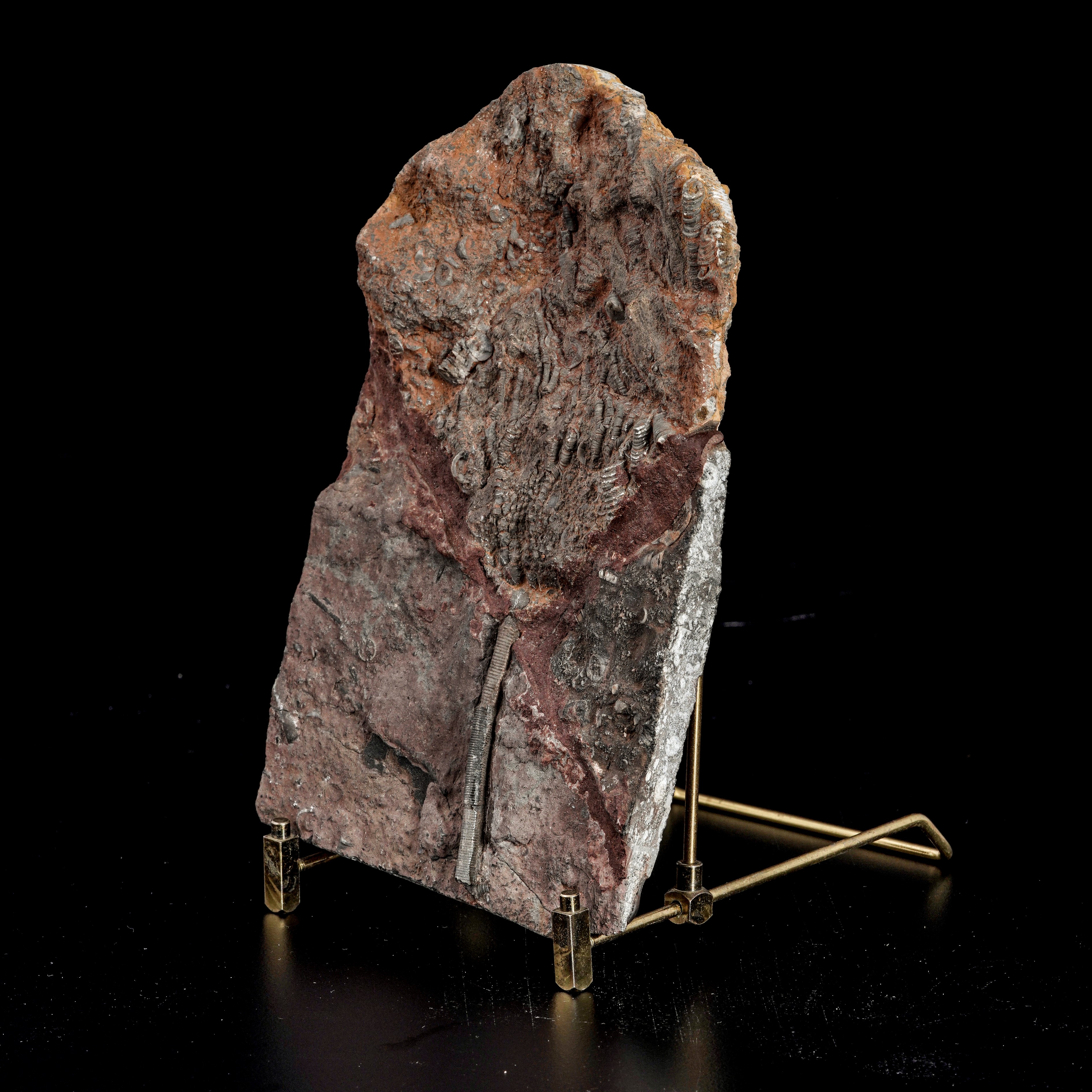 Rara Lastra con Crinoide