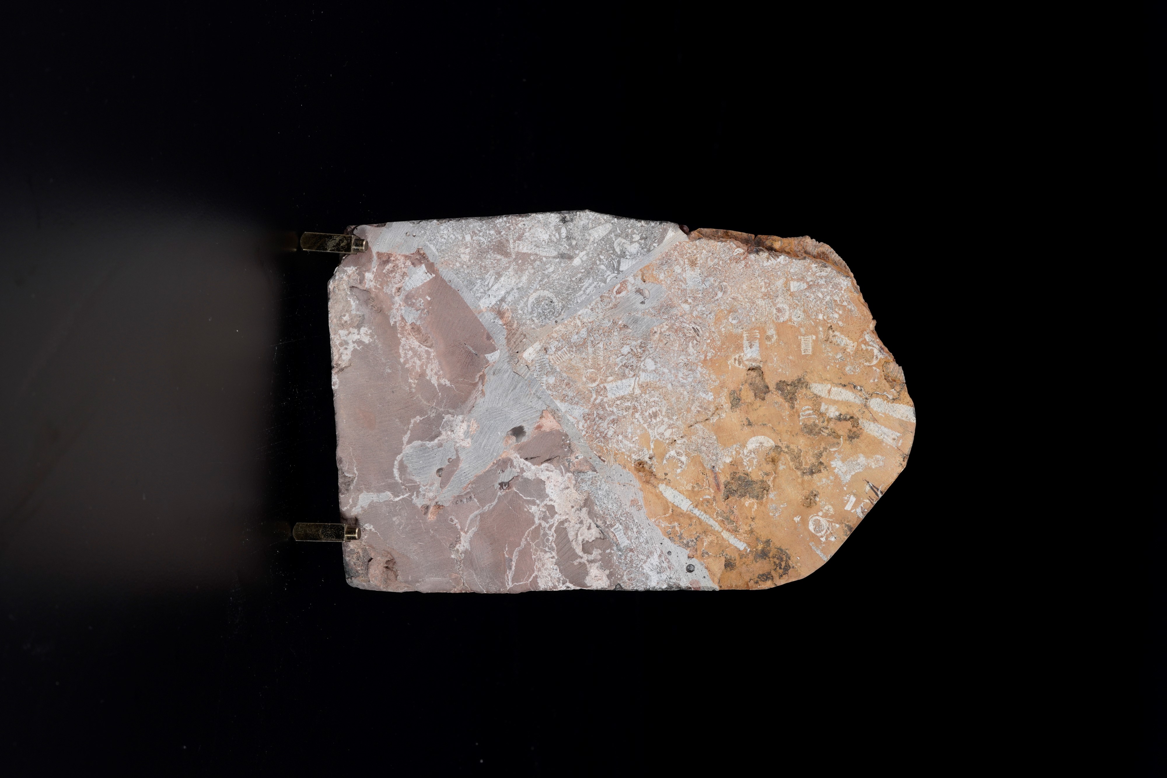 Rara Lastra con Crinoide