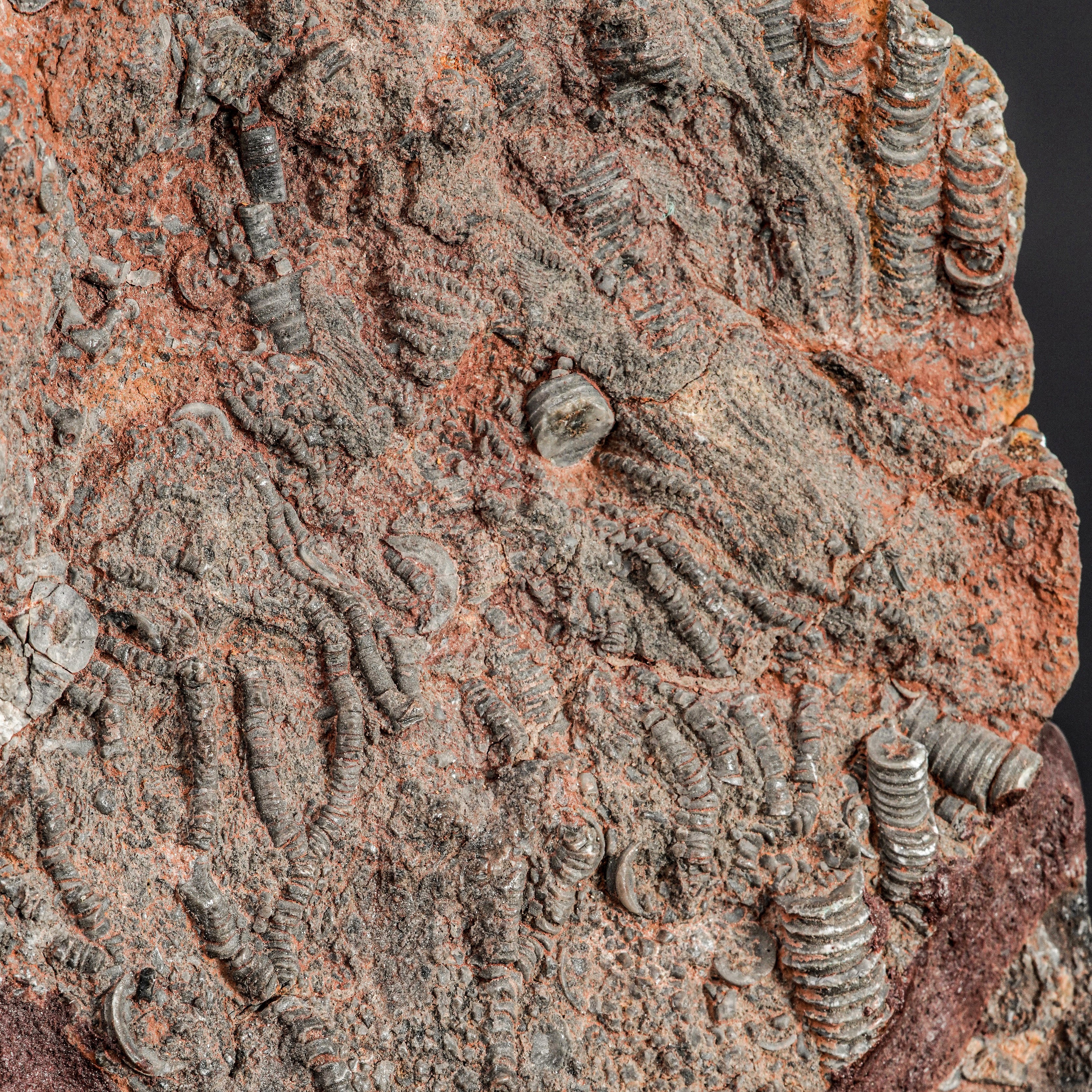 Rara Lastra con Crinoide