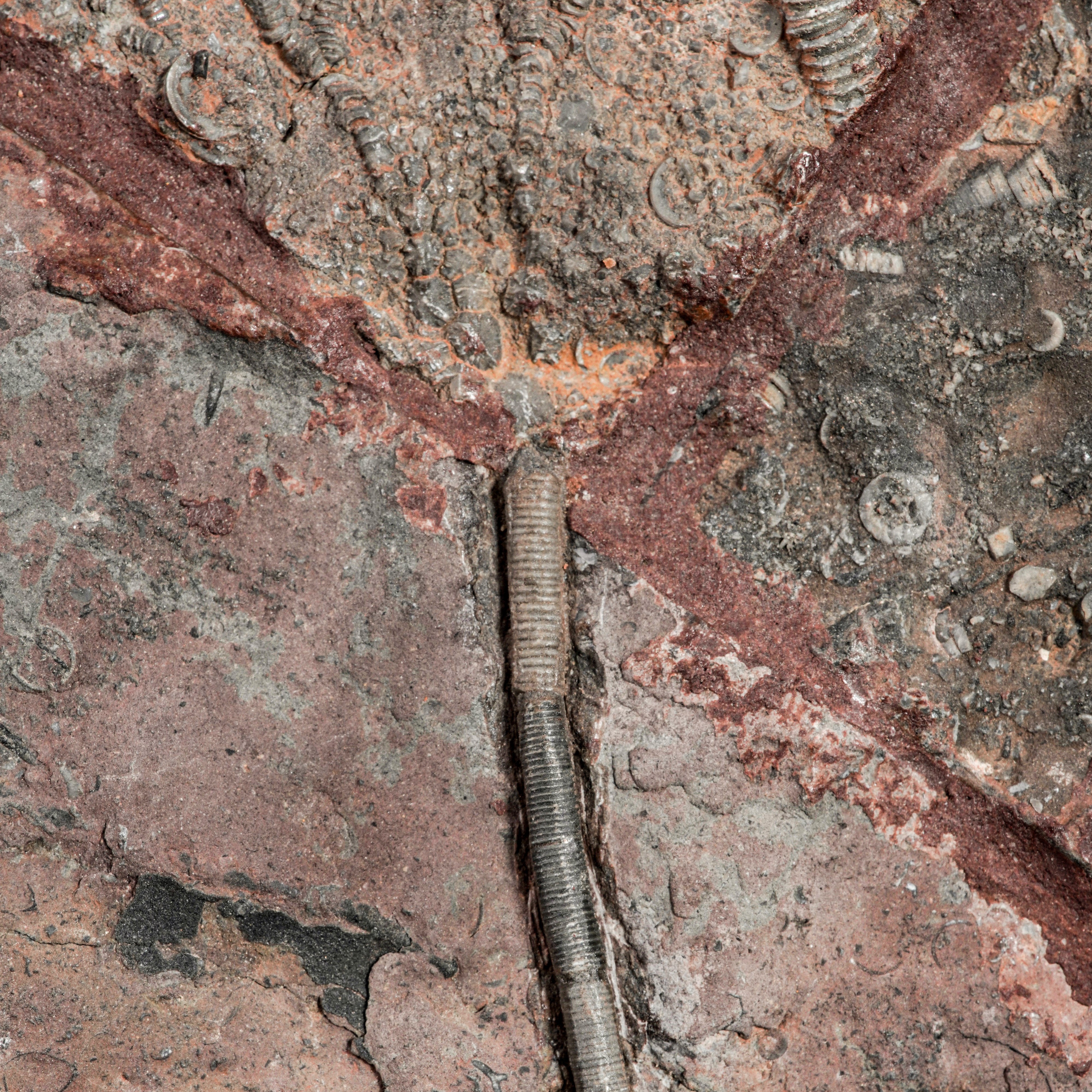 Rara Lastra con Crinoide