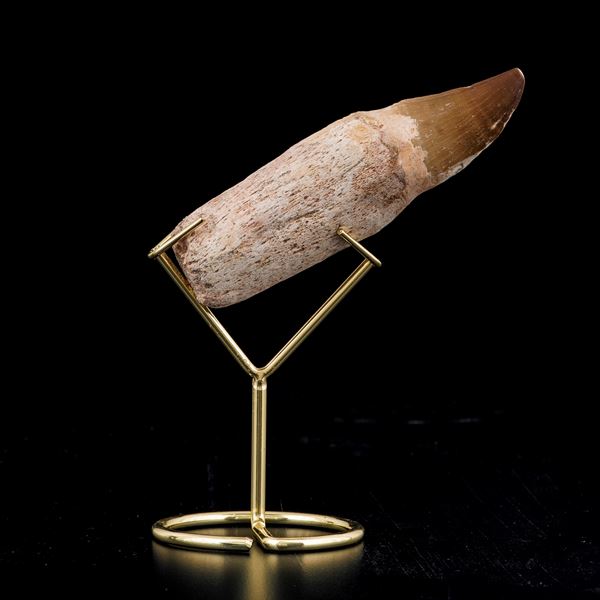 Grande dente con radice di Mosasauro sp. Leiodon Anceps