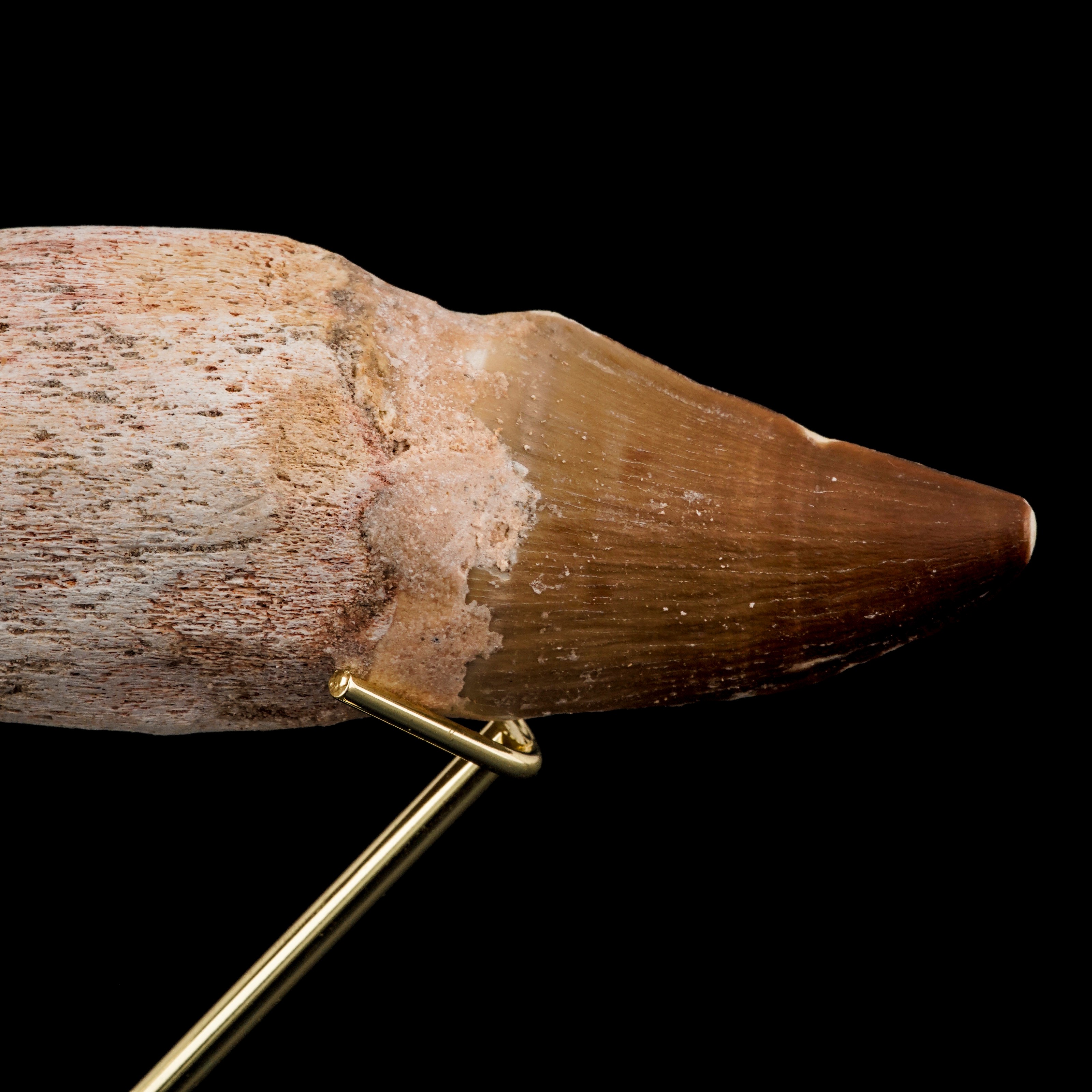 Grande Dente con Radice di Mosasauro Sp.leiodon Anceps