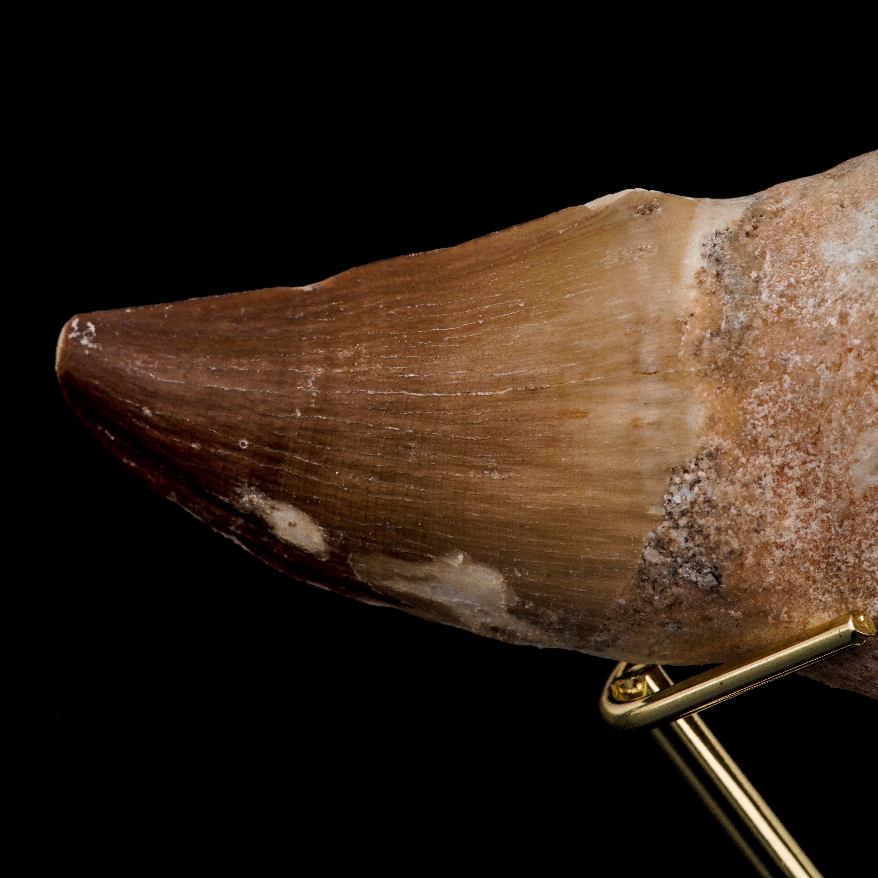 Grande Dente con Radice di Mosasauro Sp.leiodon Anceps