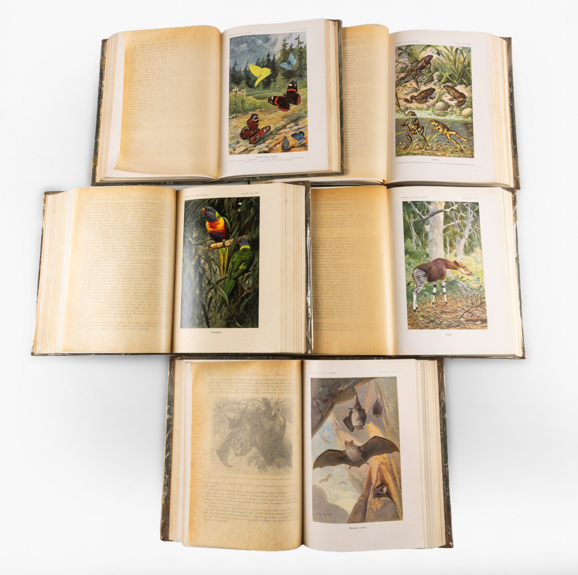 Alfred Edmund Brehm, La vita degli animali