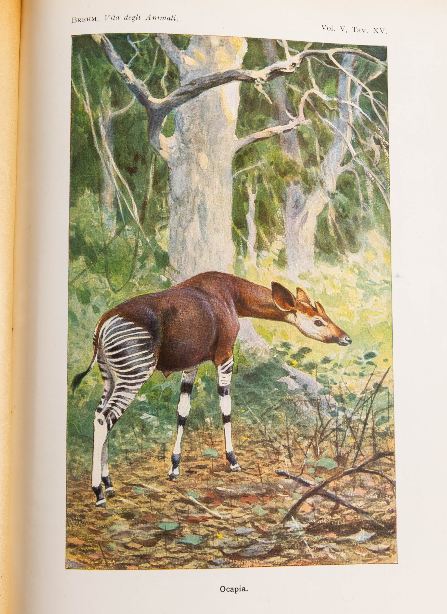 Alfred Edmund Brehm, La vita degli animali
