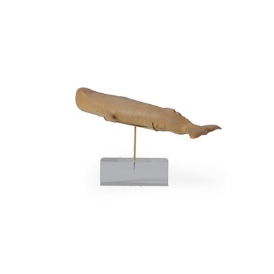 Balenottera in Legno su Base in Plexiglass
