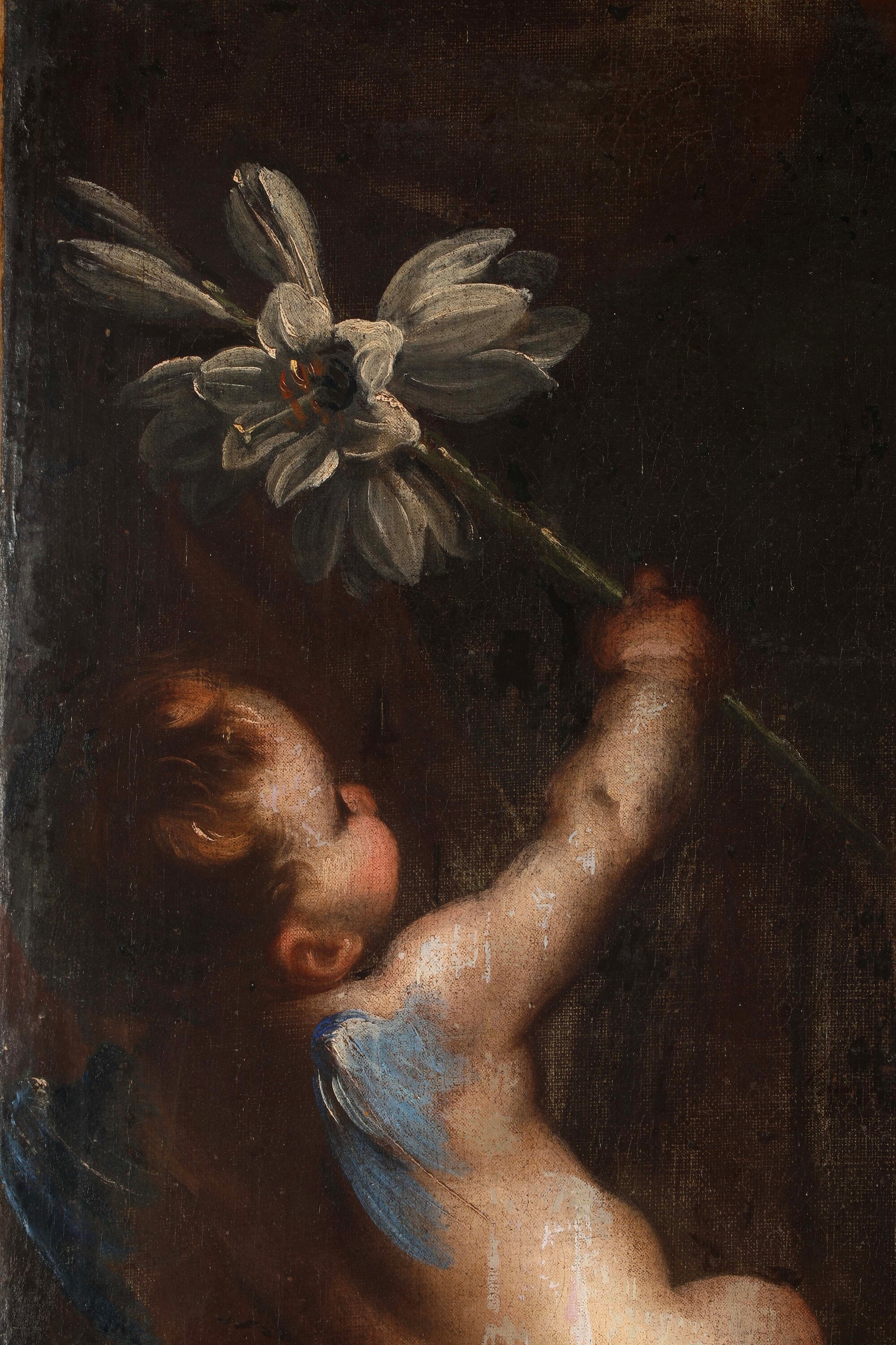 Scuola del XVII secolo, Angioletto con giglio, olio su tela