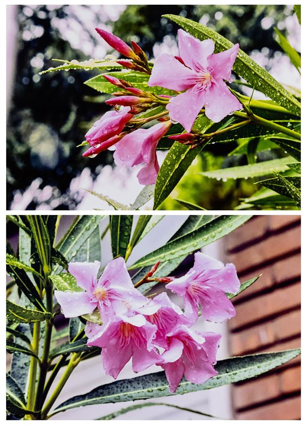 Abbas Gharib - Lotto di due fotografie Senza titolo, dalla serie "Flowers"