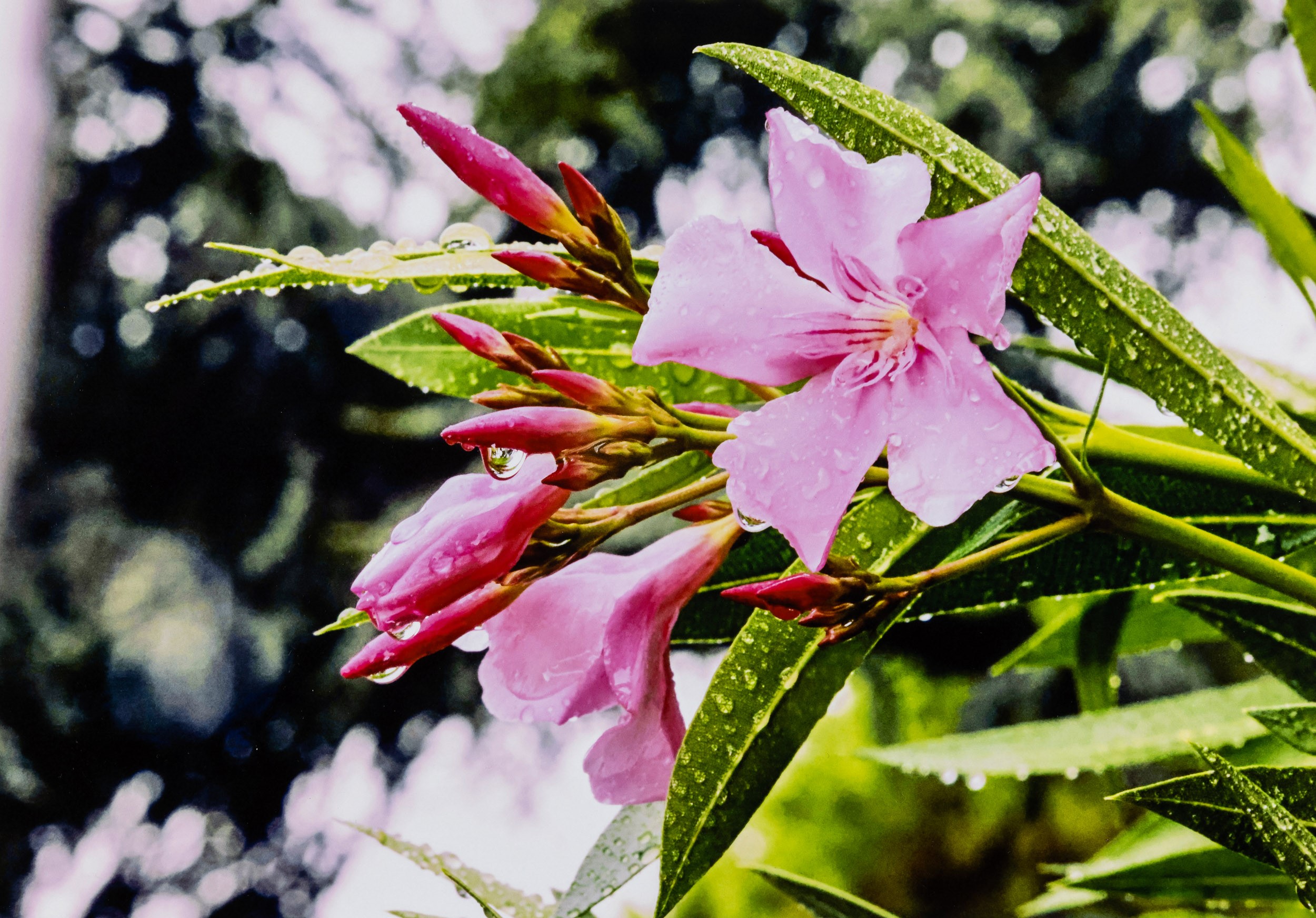 Abbas Gharib - Lotto di due fotografie dalla serie 'Flowers', stampa digitale su carta baritata, ...