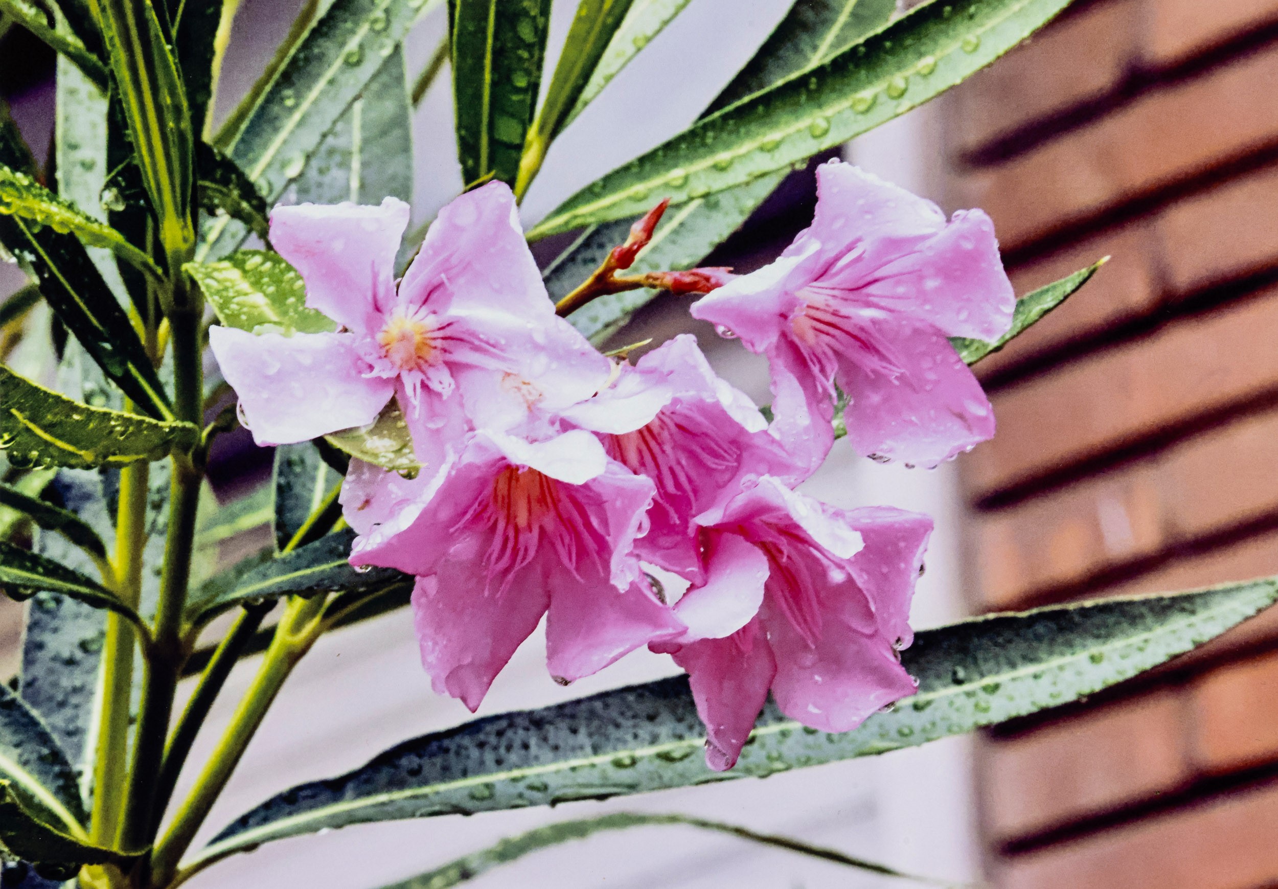 Abbas Gharib - Lotto di due fotografie dalla serie 'Flowers', stampa digitale su carta baritata, ...